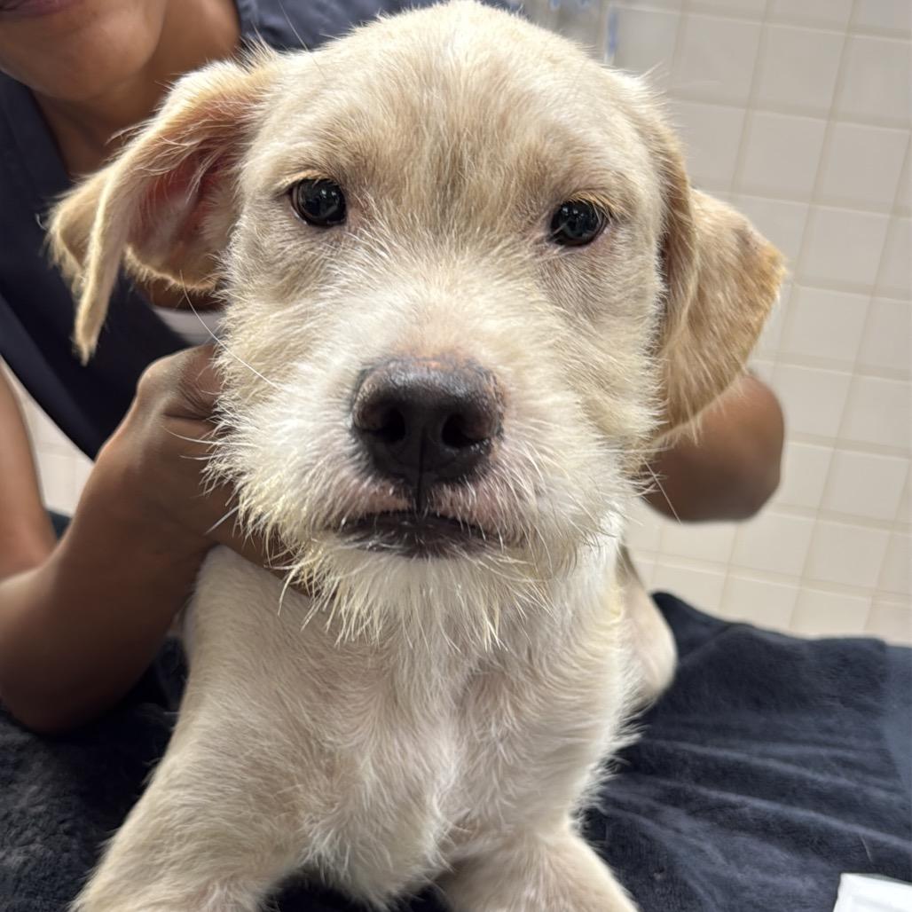 Enlarge Sonny A2290468, a Adoptable mixed breed in Middletown, NY image 5/6