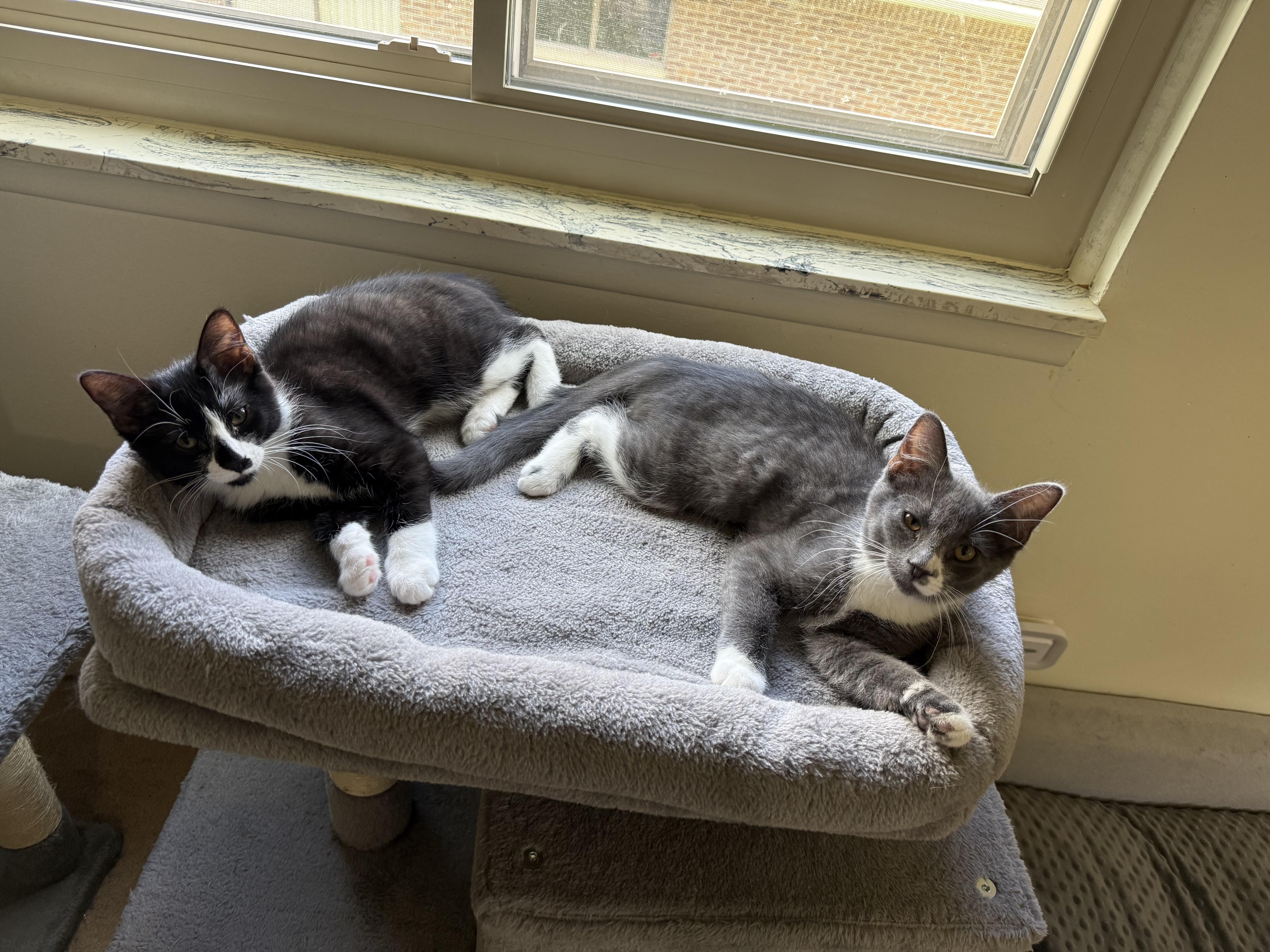 Enlarge Mylo, a ADOPTABLE Domestic Short Hair in South Lyon, MI image 3/3