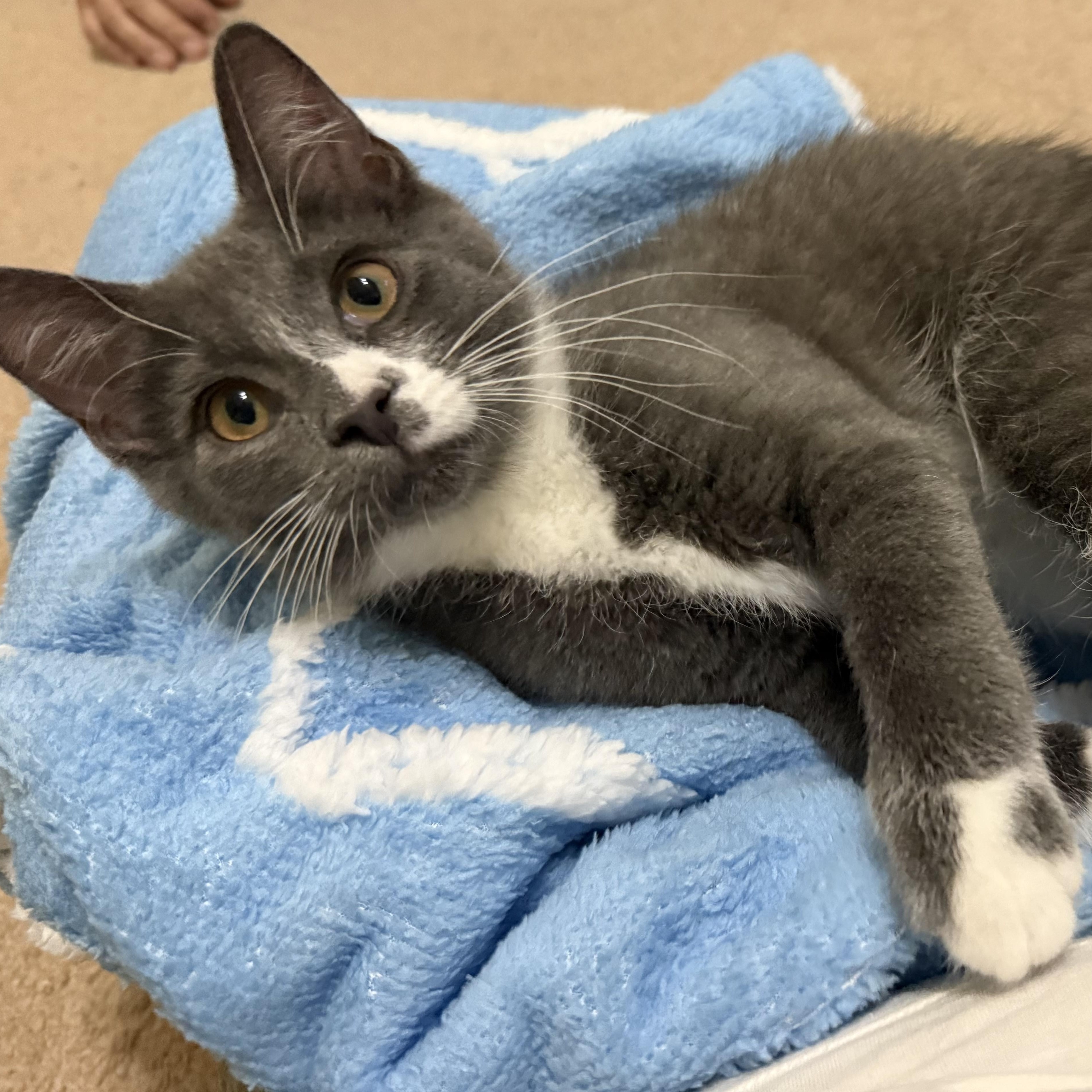 Mylo, ADOPTABLE, Kitten Male Domestic Short Hair.