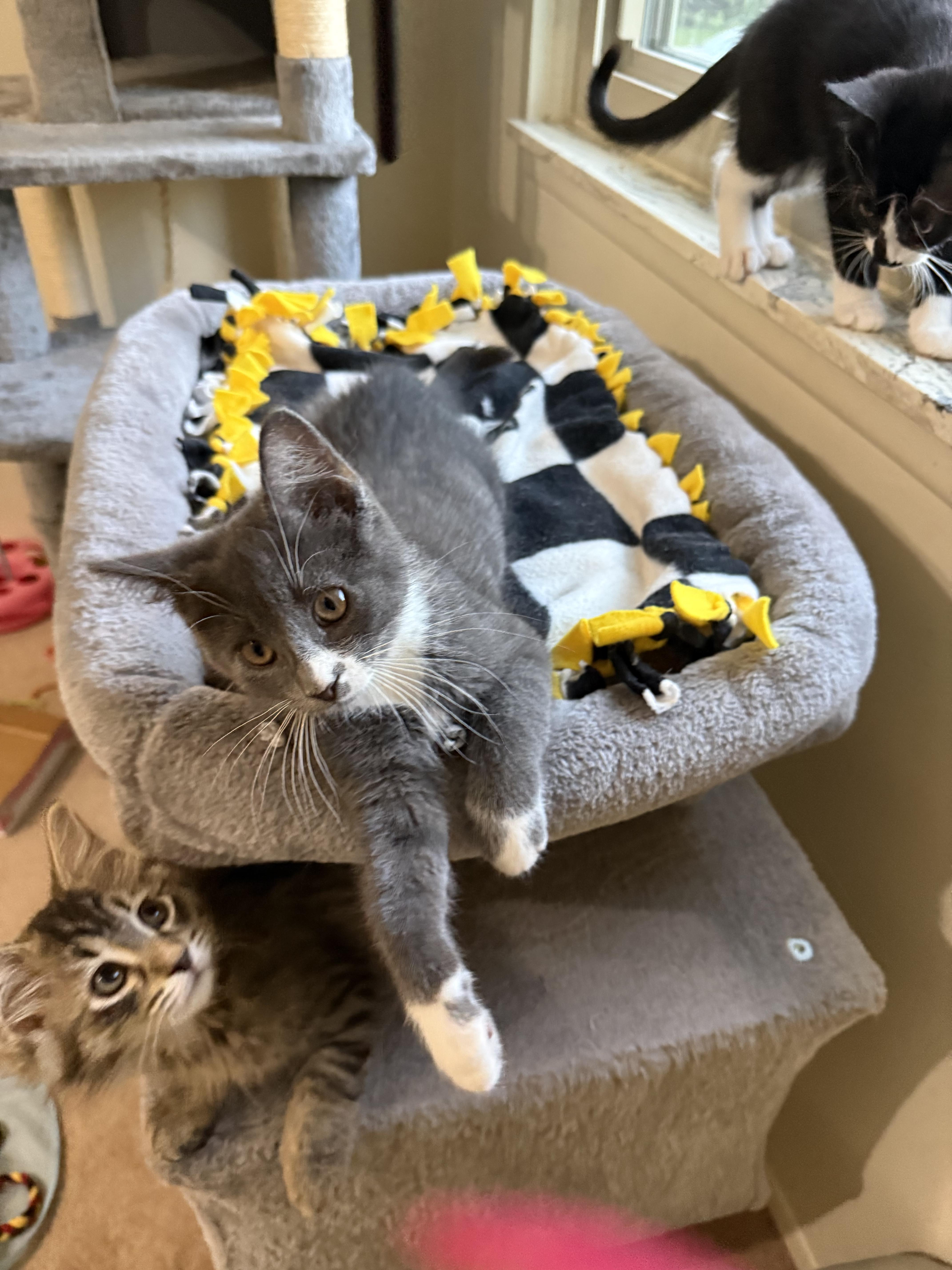 Enlarge Mylo, a ADOPTABLE Domestic Short Hair in South Lyon, MI image 2/3