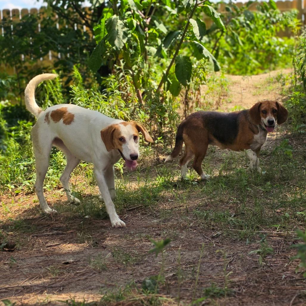 Birdie, Adoptable, Adult Female American Foxhound.
