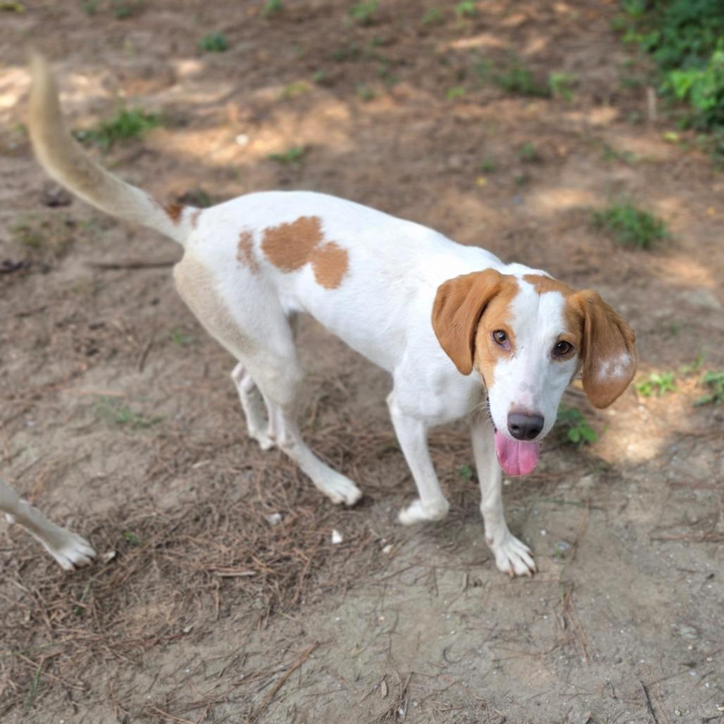 Enlarge Birdie, a Adoptable American Foxhound in Chesapeake, VA image 2/6