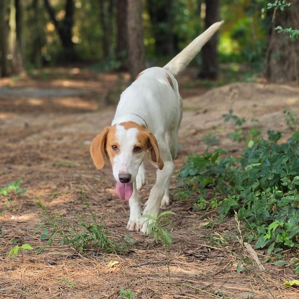 Enlarge Birdie, a Adoptable American Foxhound in Chesapeake, VA image 3/6