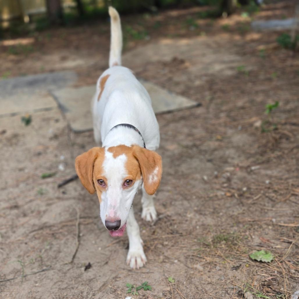 Enlarge Birdie, a Adoptable American Foxhound in Chesapeake, VA image 4/6