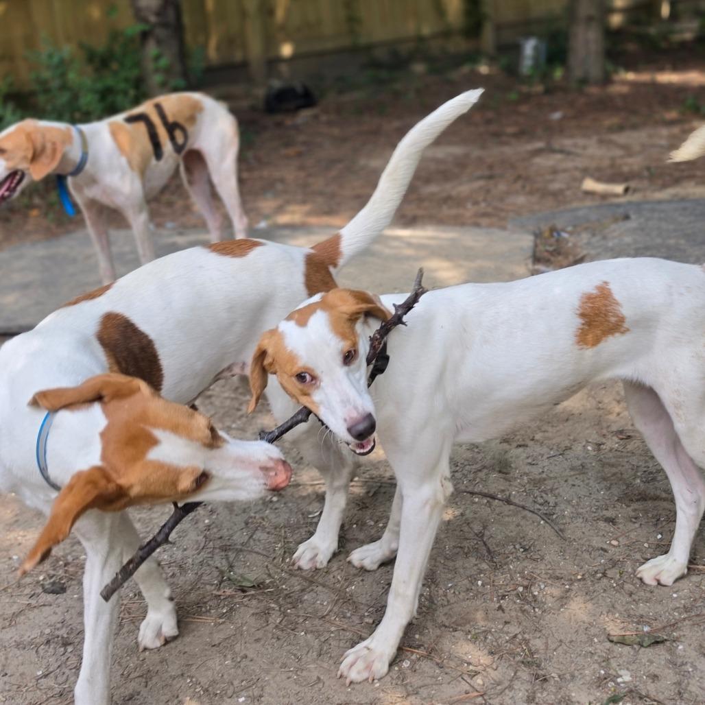 Enlarge Birdie, a Adoptable American Foxhound in Chesapeake, VA image 5/6