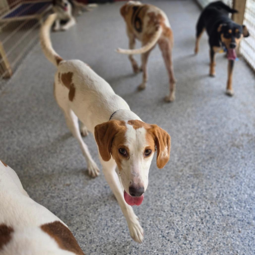 Enlarge Birdie, a Adoptable American Foxhound in Chesapeake, VA image 6/6