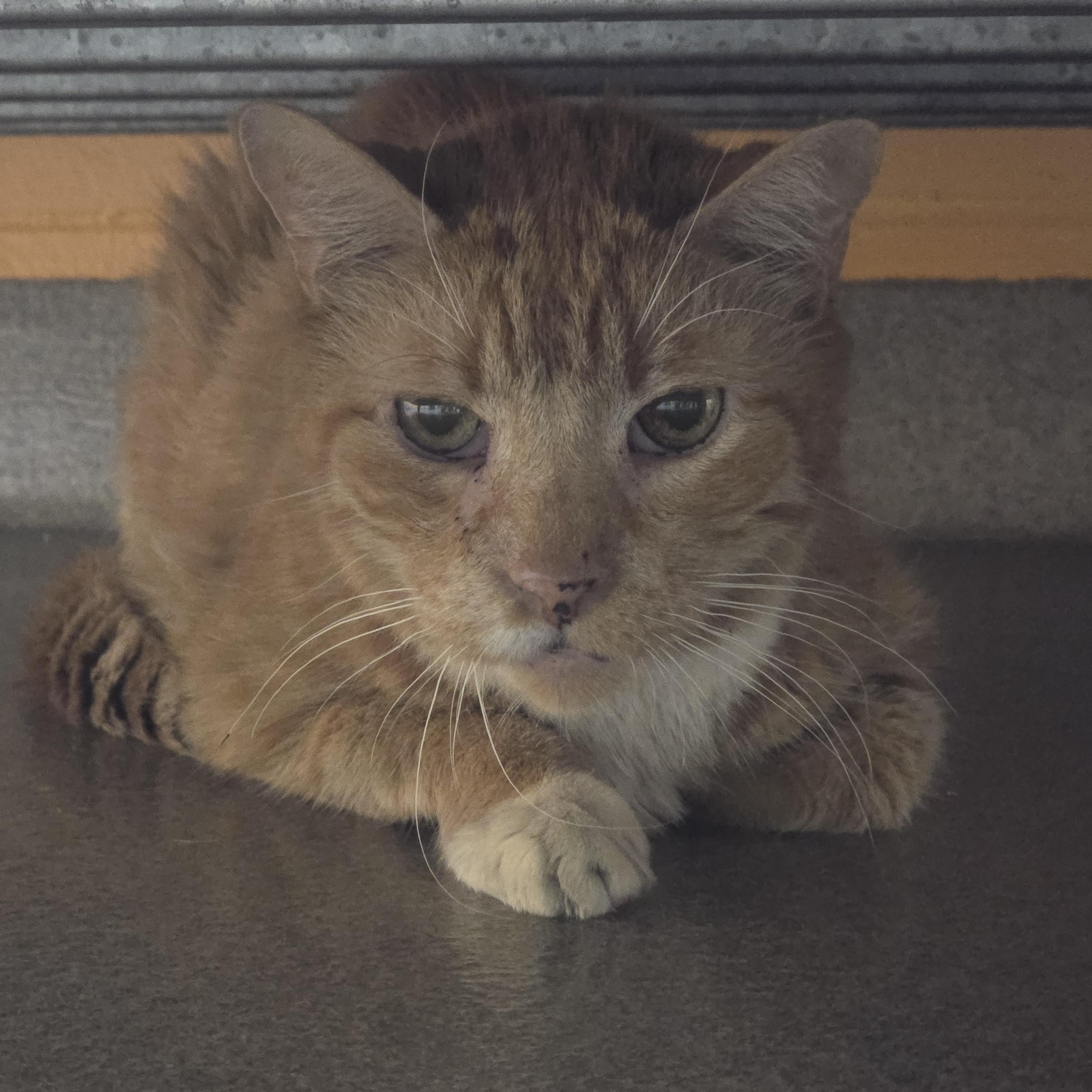 Thomas, Adoptable, Senior Male Domestic Short Hair.