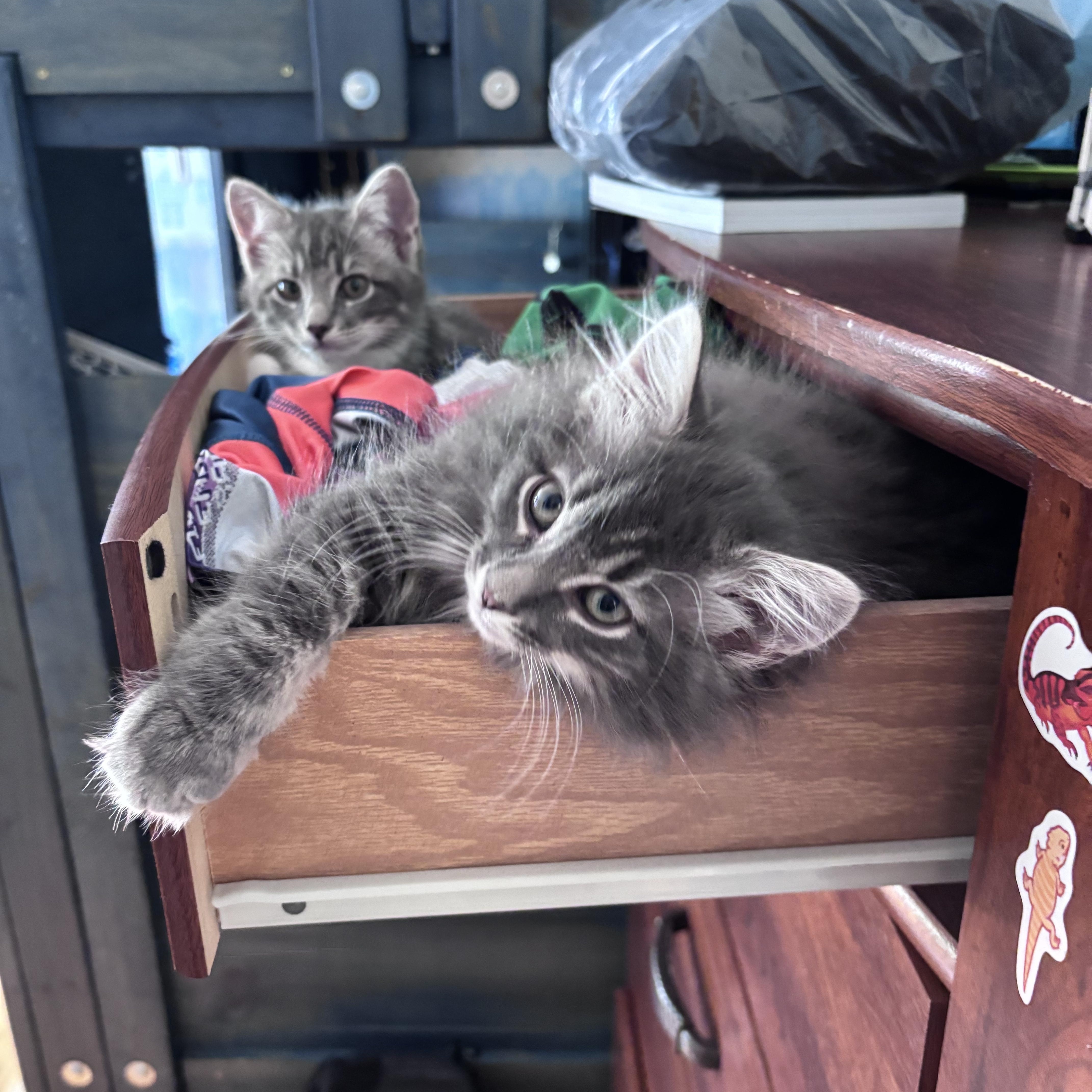 Enlarge Cinnamon & Bun Bonded Pair, an adopted Tabby in Frederick, MD image 1/6