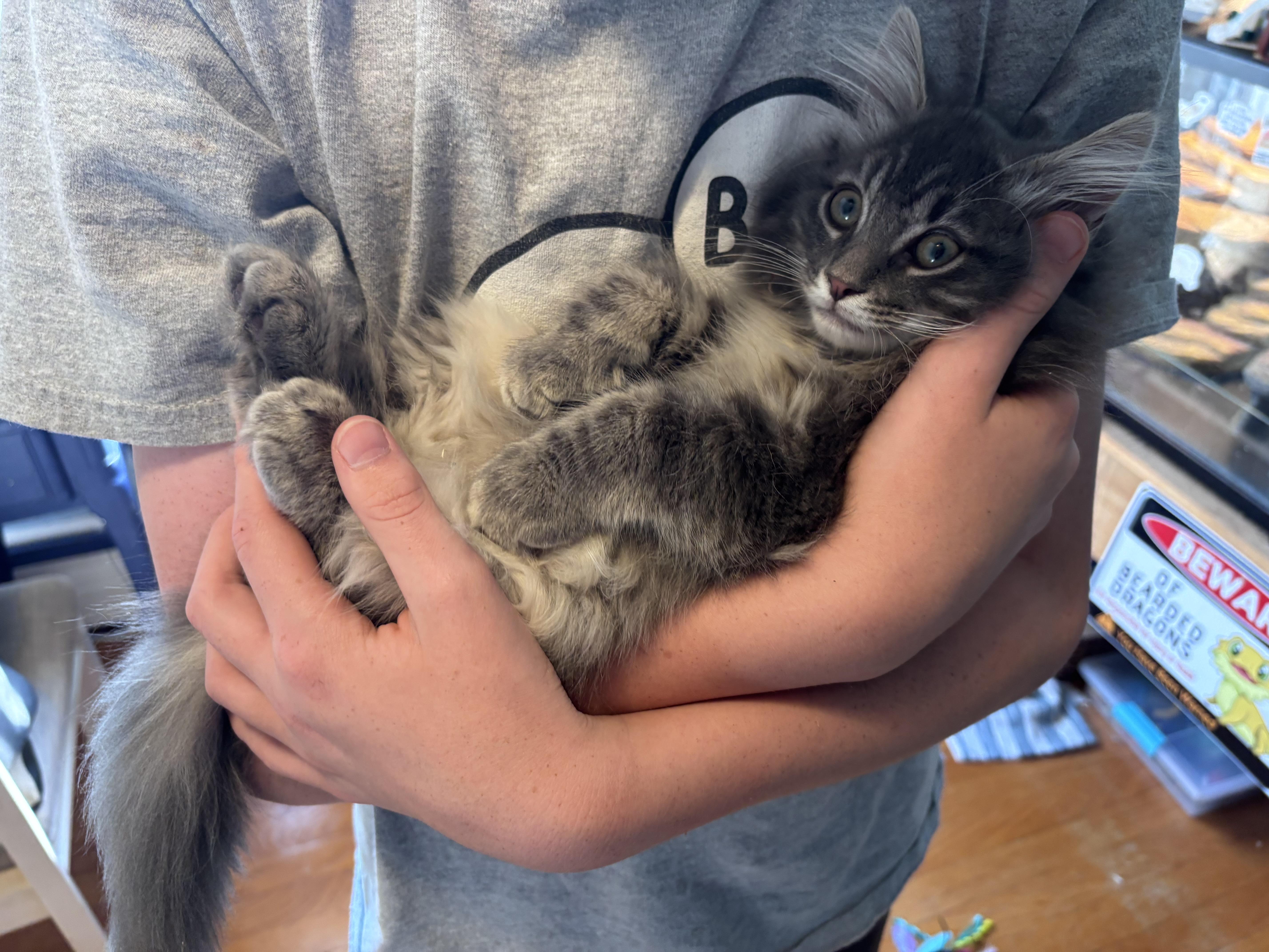 Enlarge Cinnamon & Bun Bonded Pair, an adopted Tabby in Frederick, MD image 4/6