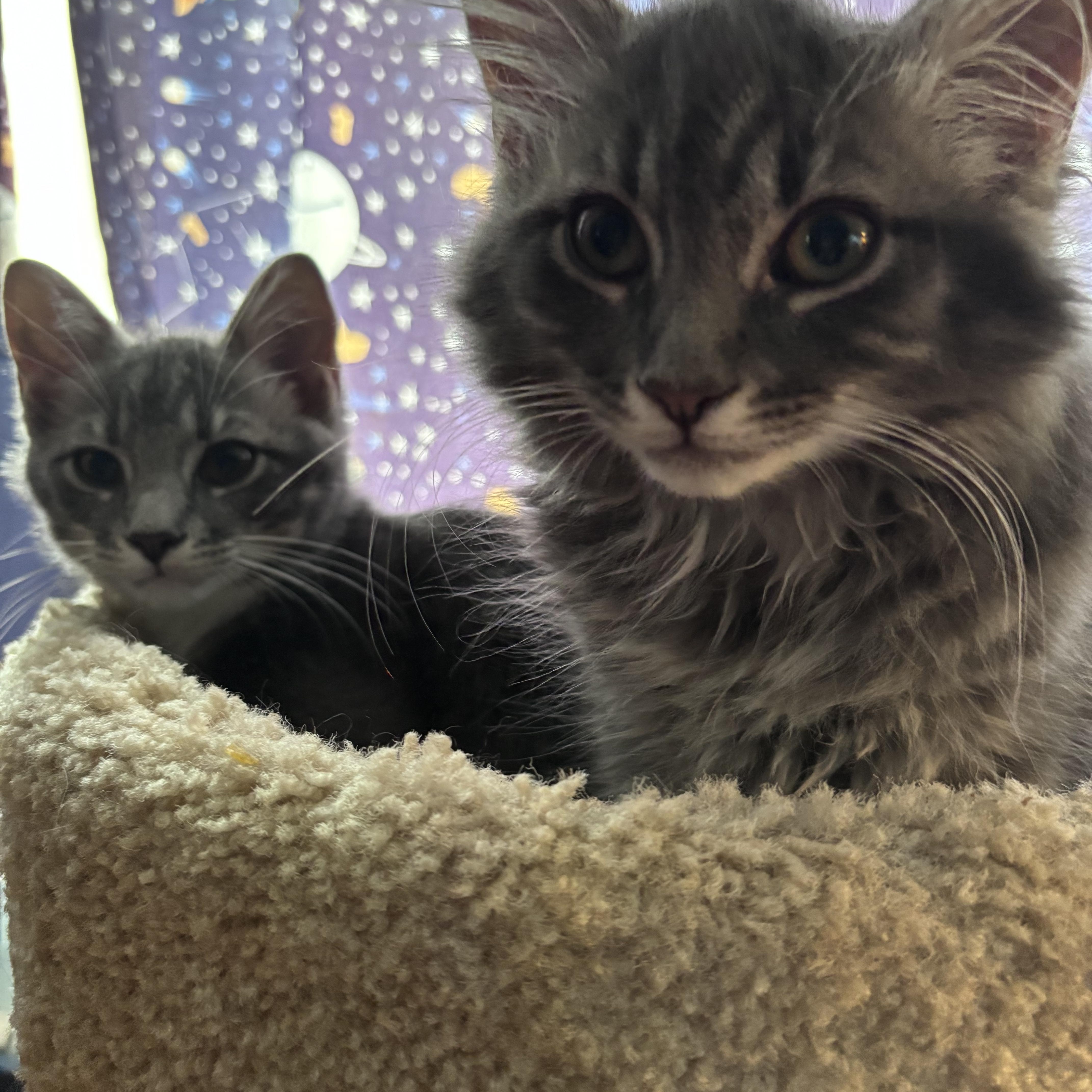 Enlarge Cinnamon & Bun Bonded Pair, an adopted Tabby in Frederick, MD image 2/6