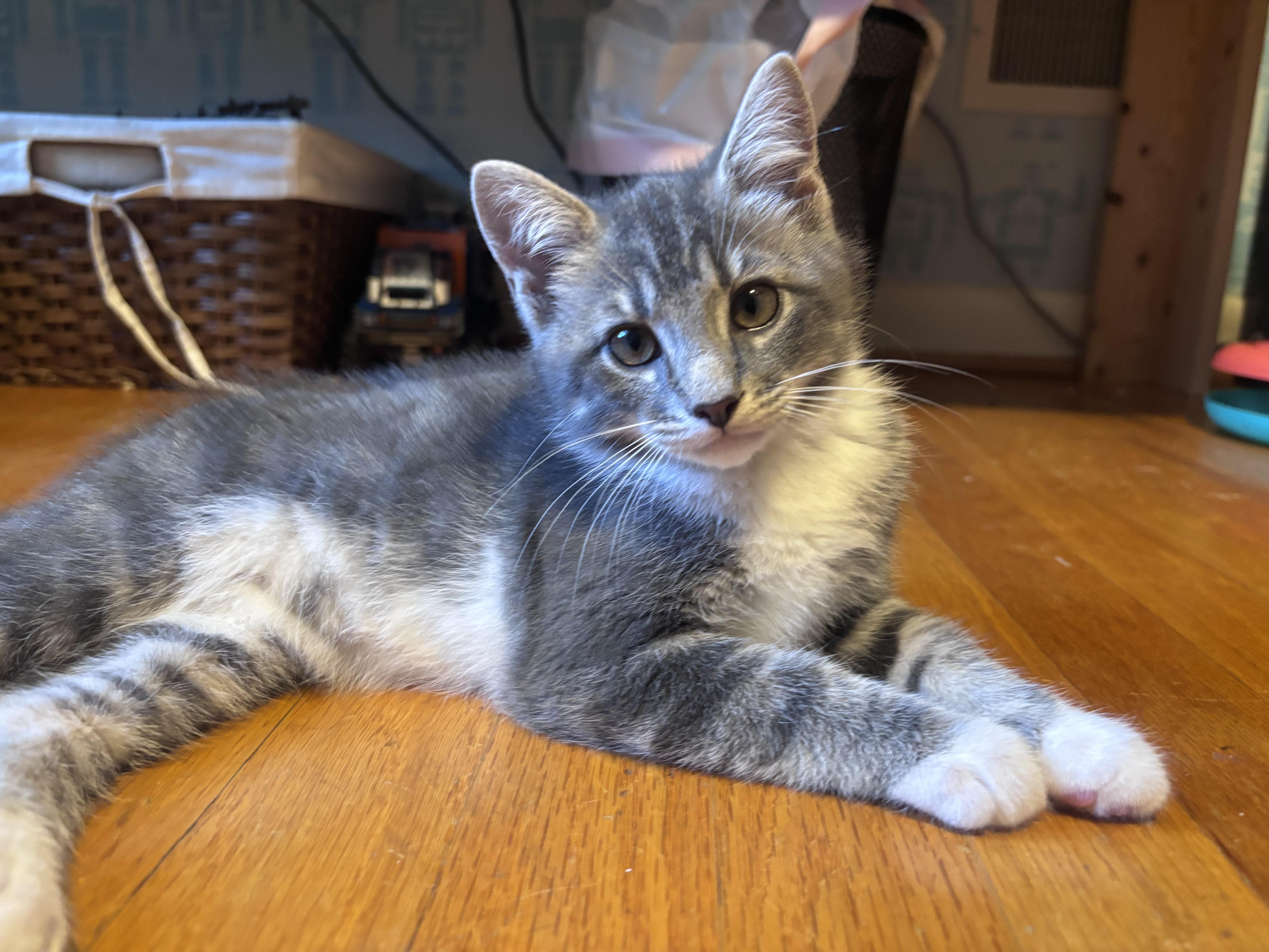 Enlarge Cinnamon & Bun Bonded Pair, an adopted Tabby in Frederick, MD image 5/6