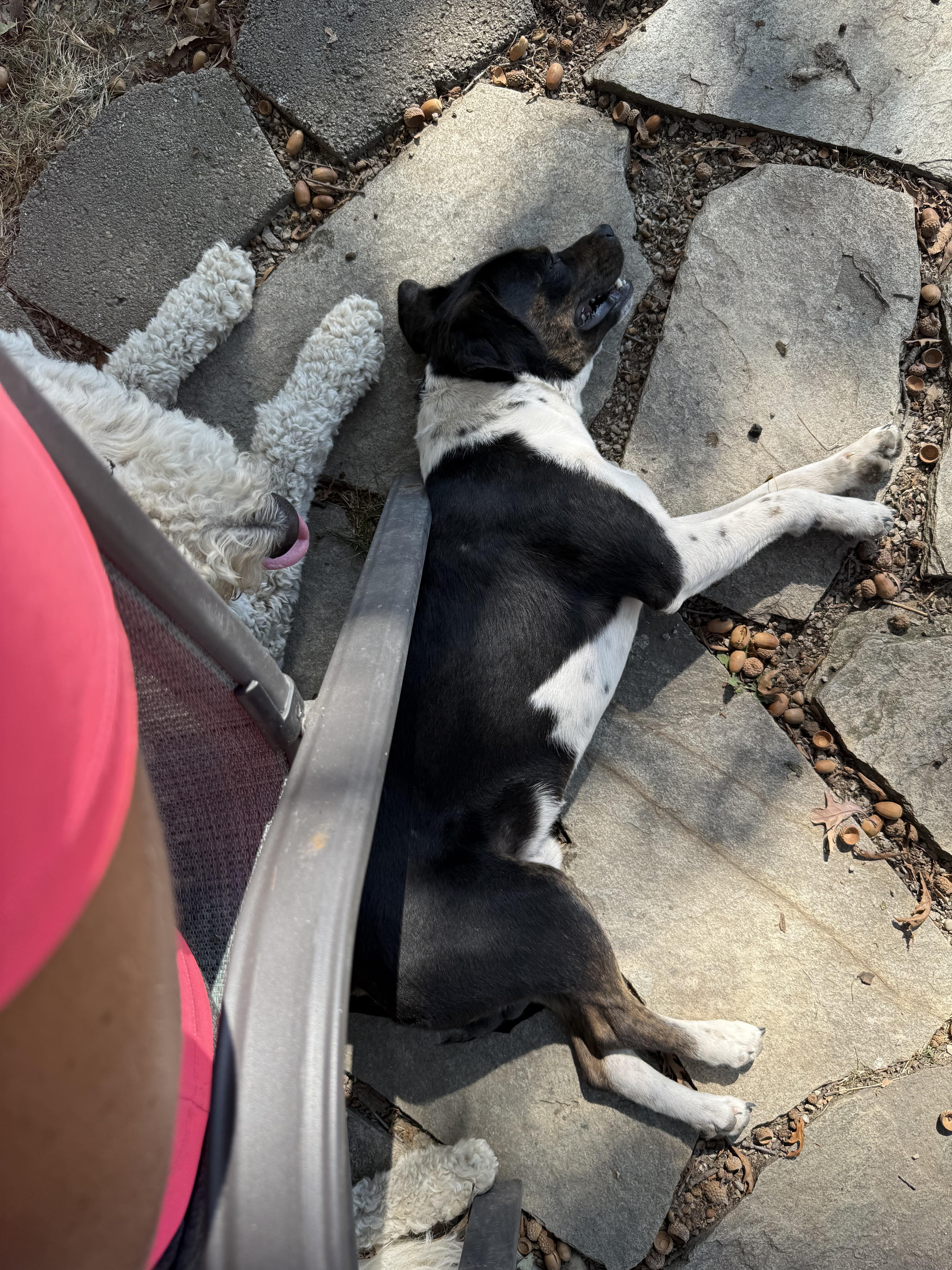 Enlarge Oscar, a Adoptable mixed breed in Fort Wayne, IN image 1/4