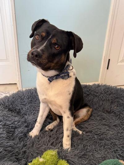 Oscar, a Adoptable mixed breed in Fort Wayne, IN image 1/6