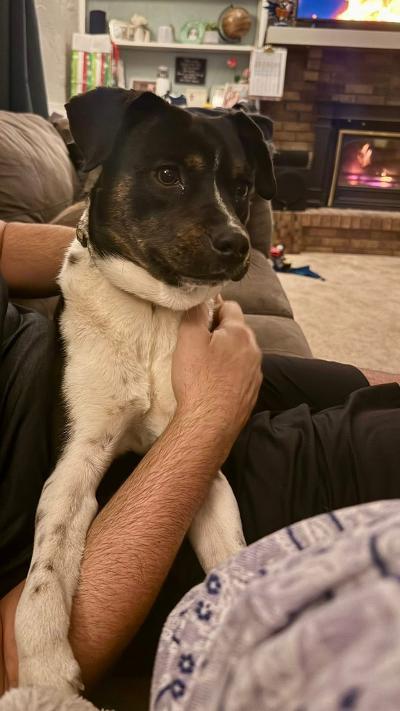 Oscar, a Adoptable mixed breed in Fort Wayne, IN image 5/6