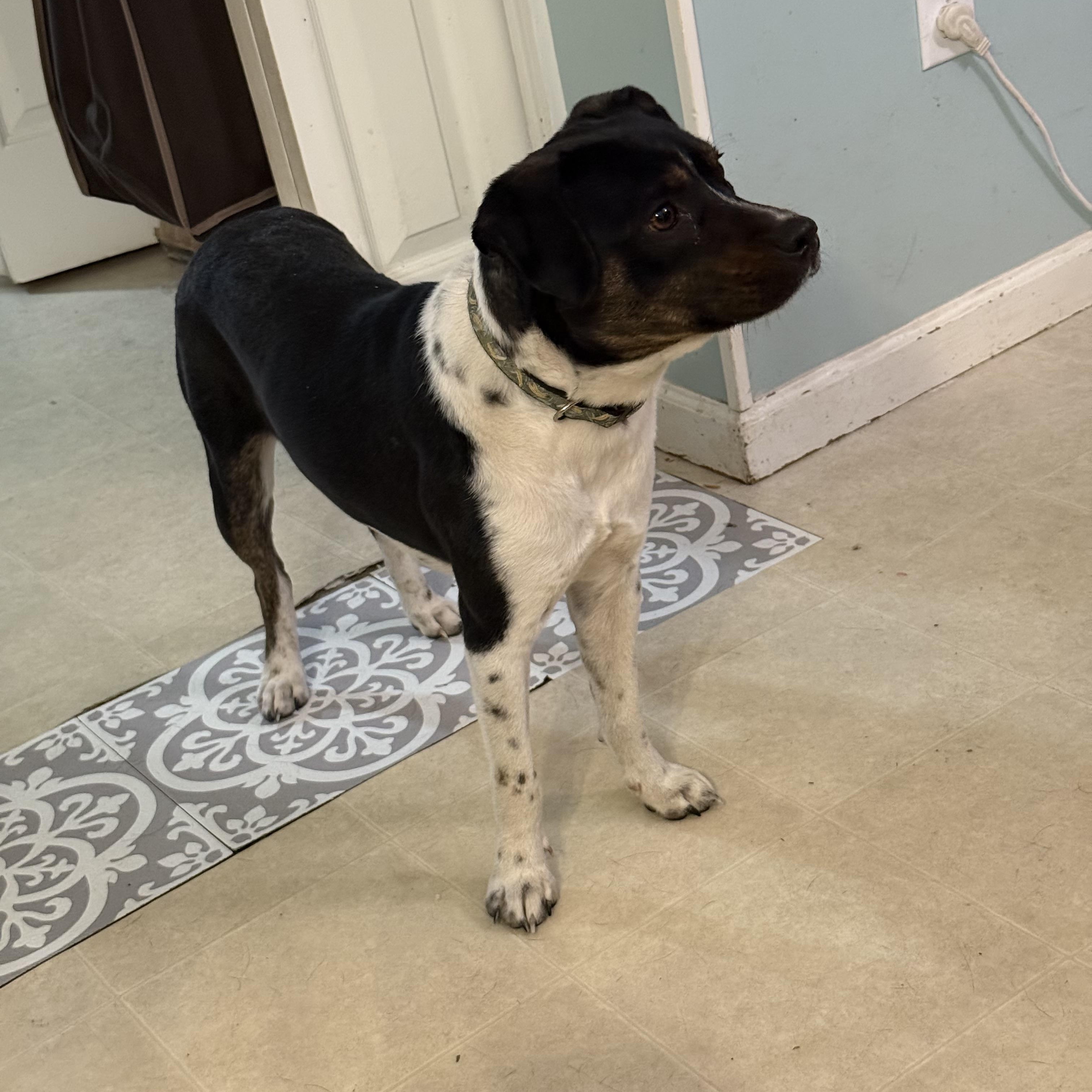 Oscar, a Adoptable mixed breed in Fort Wayne, IN image 4/6