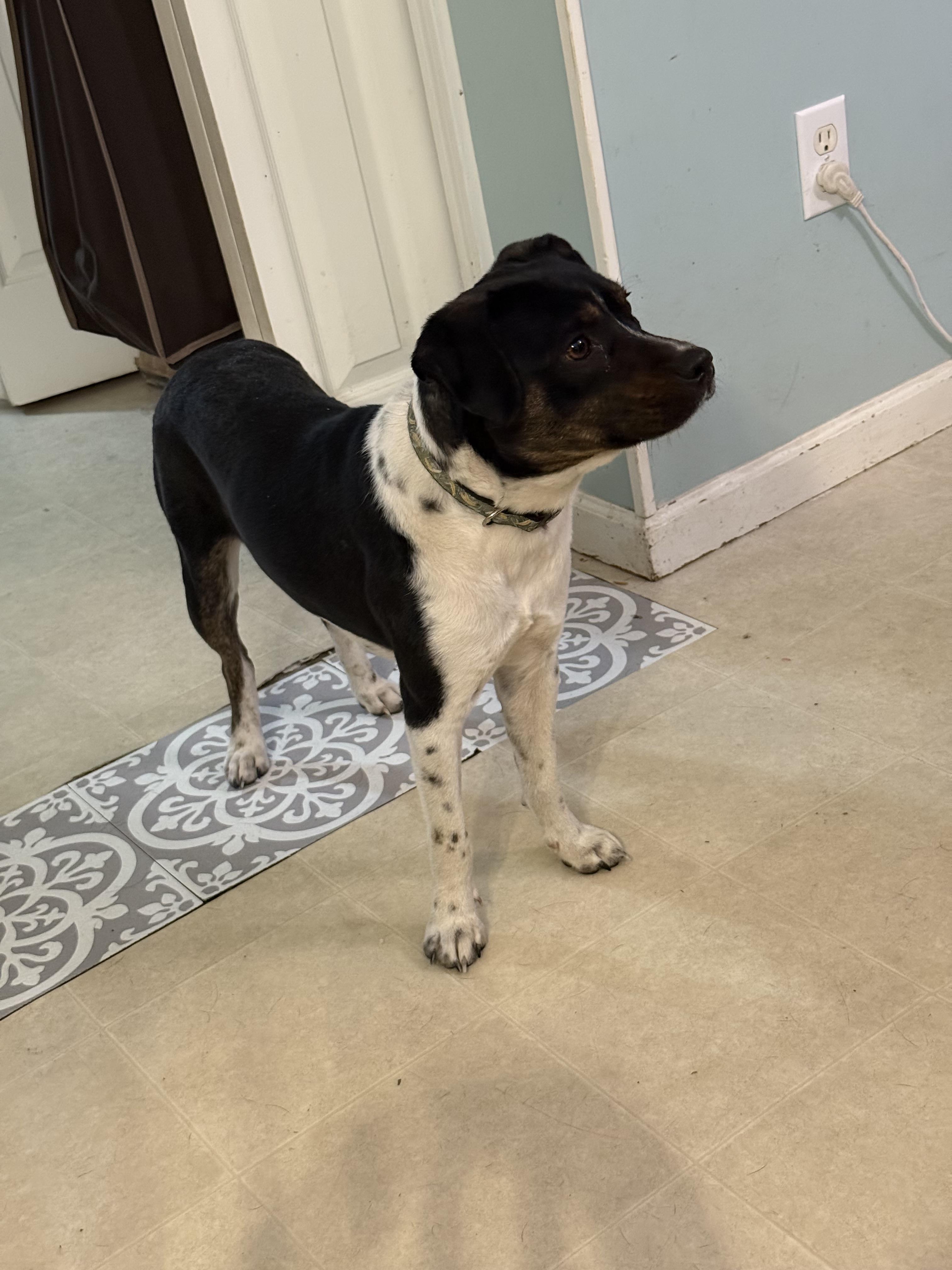 Enlarge Oscar, a Adoptable mixed breed in Fort Wayne, IN image 4/4