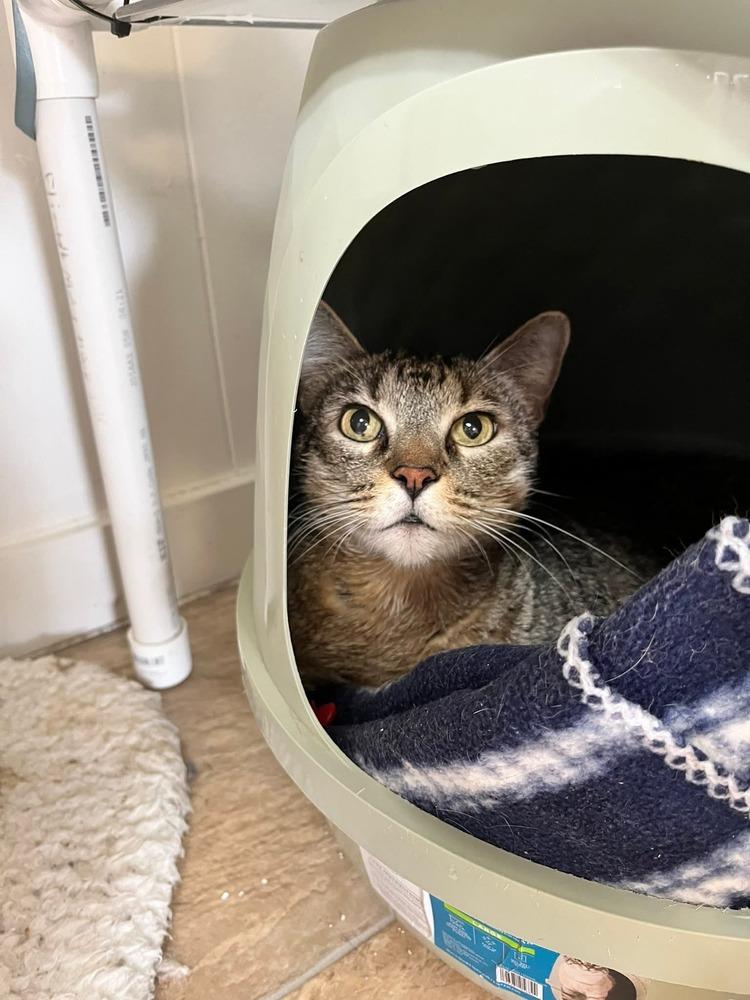 Tex, Adoptable, Senior Male Tabby.