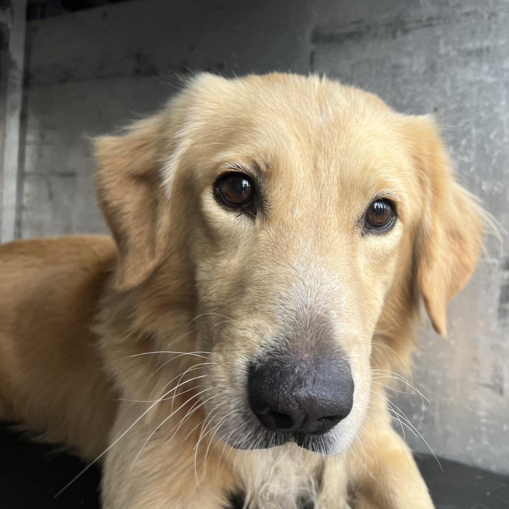 Air Bucky, Adoptable, Adult Male Golden Retriever & Mixed Breed.