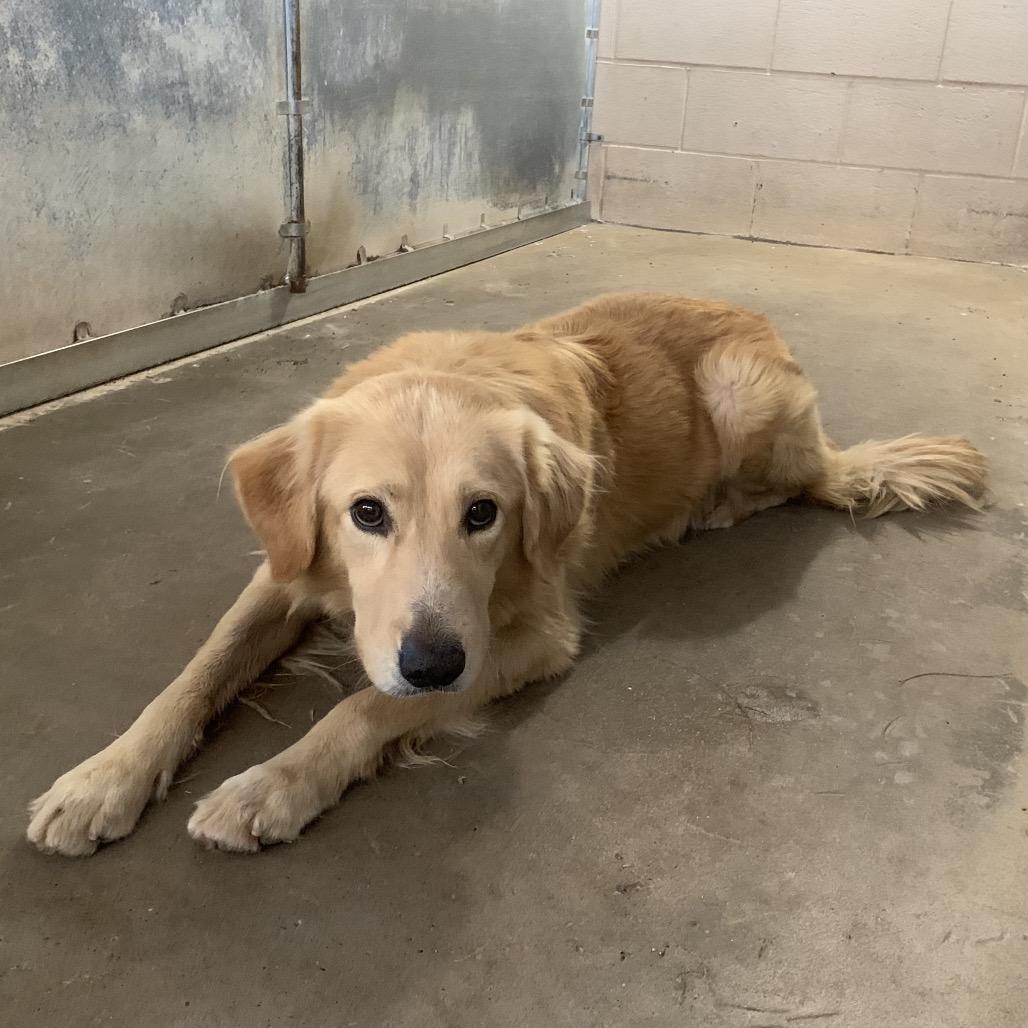 Enlarge Air Bucky, a Adoptable mixed breed in Edinburg, TX image 2/3