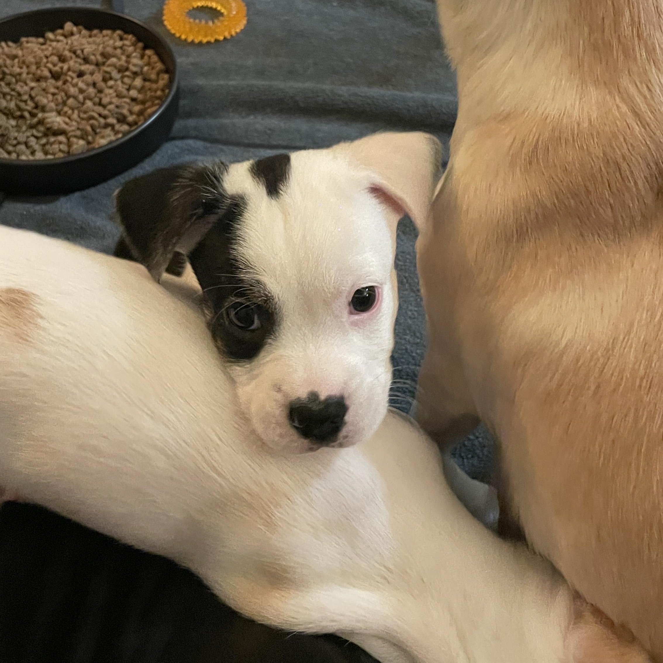 Espresso, a Adoptable mixed breed in San Diego, CA image 2/5