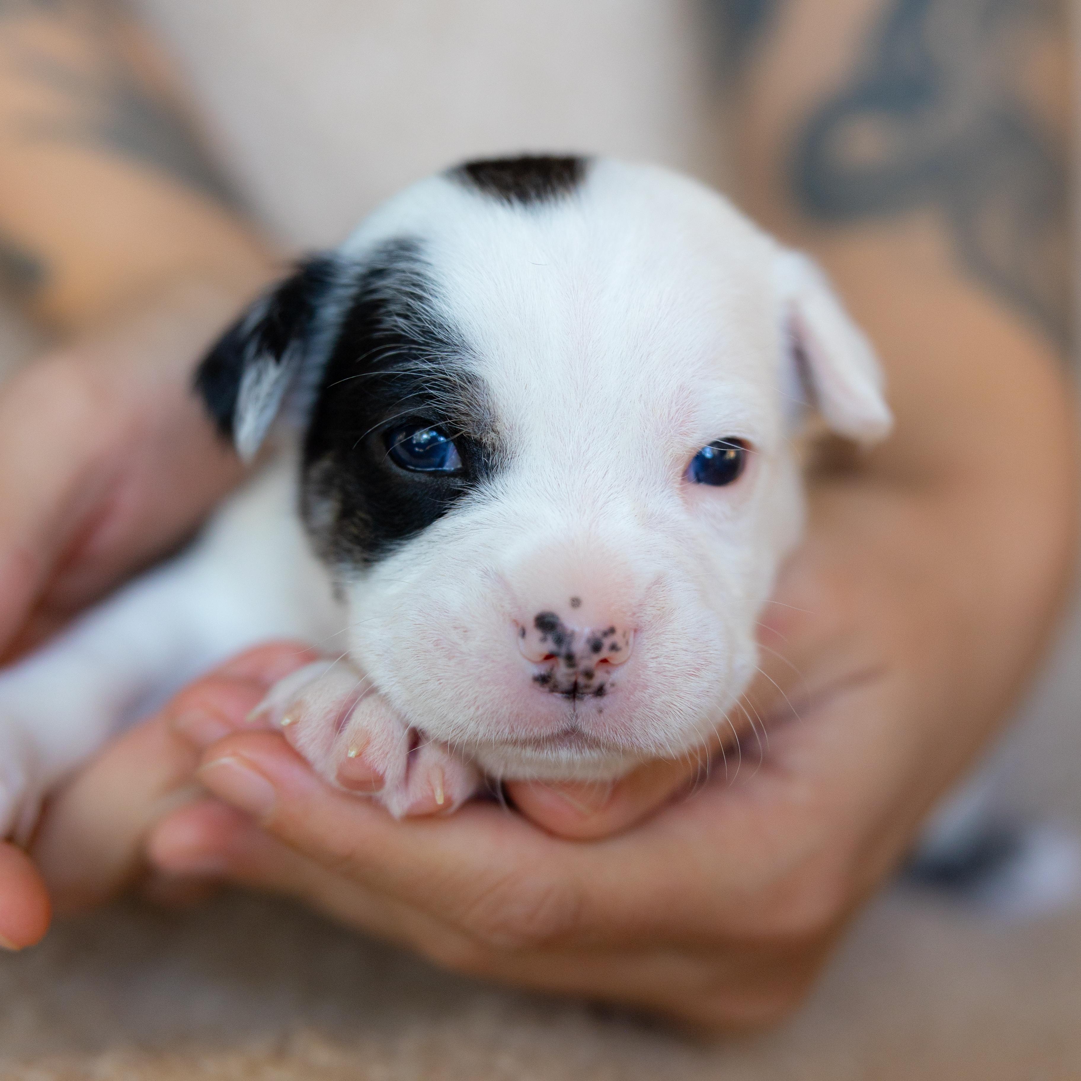 Espresso, a Adoptable mixed breed in San Diego, CA image 5/5