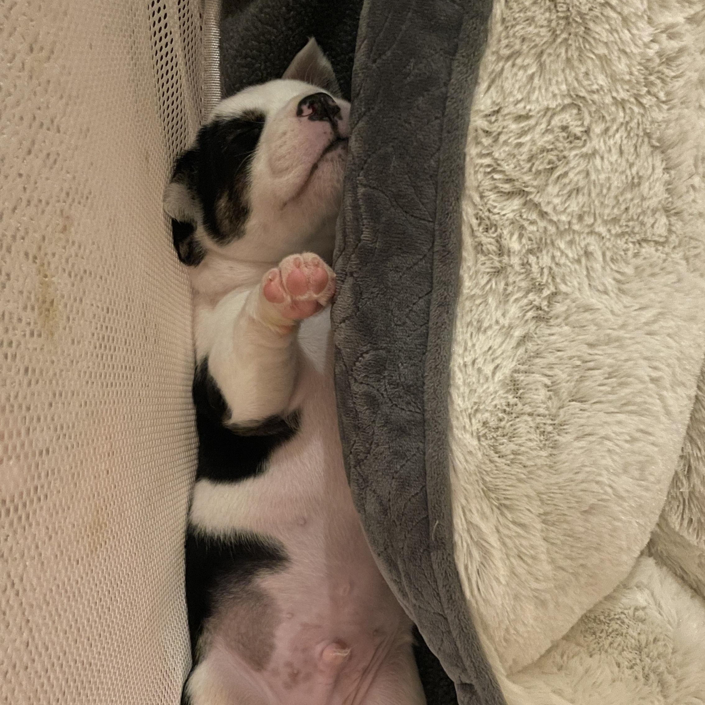 Espresso, a Adoptable mixed breed in San Diego, CA image 4/5