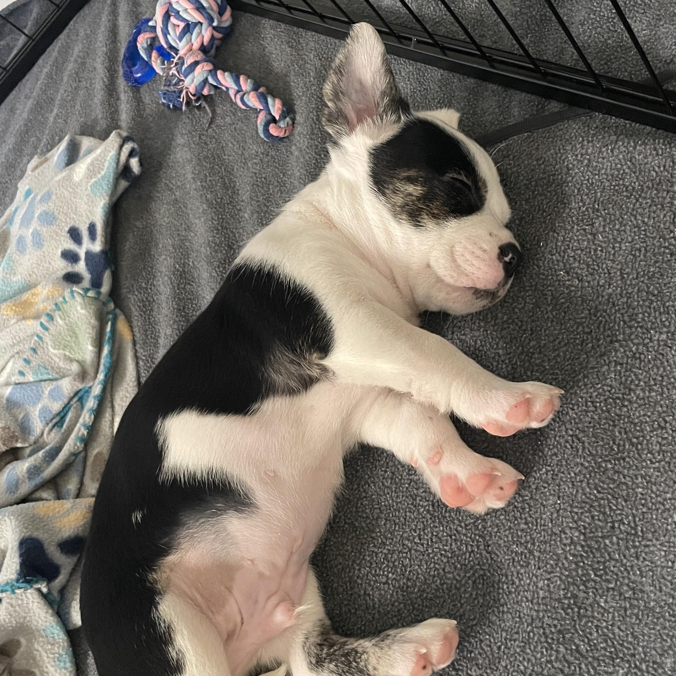 Espresso, a Adoptable mixed breed in San Diego, CA image 3/5