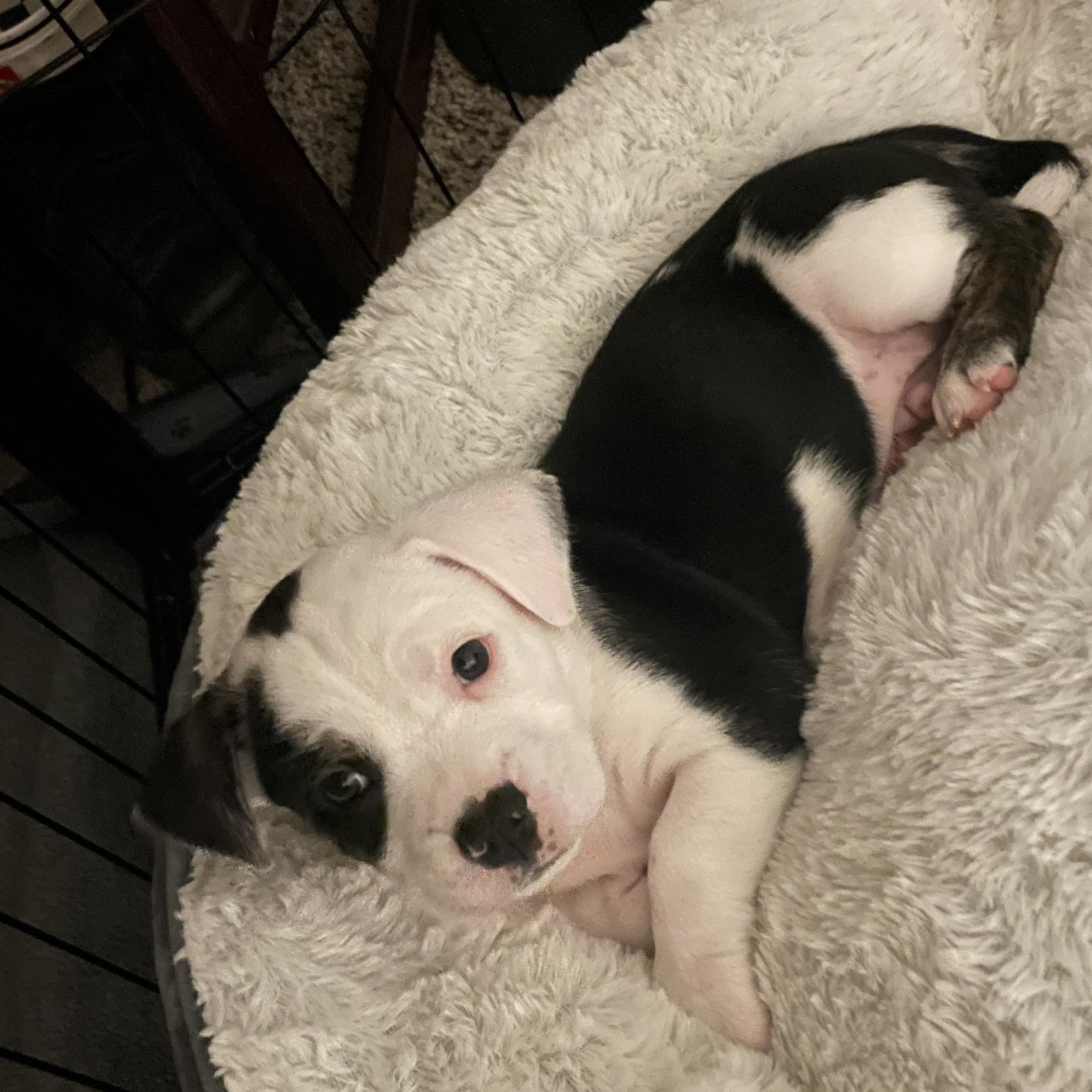 Espresso, Adoptable, Puppy Male Chihuahua & Terrier.