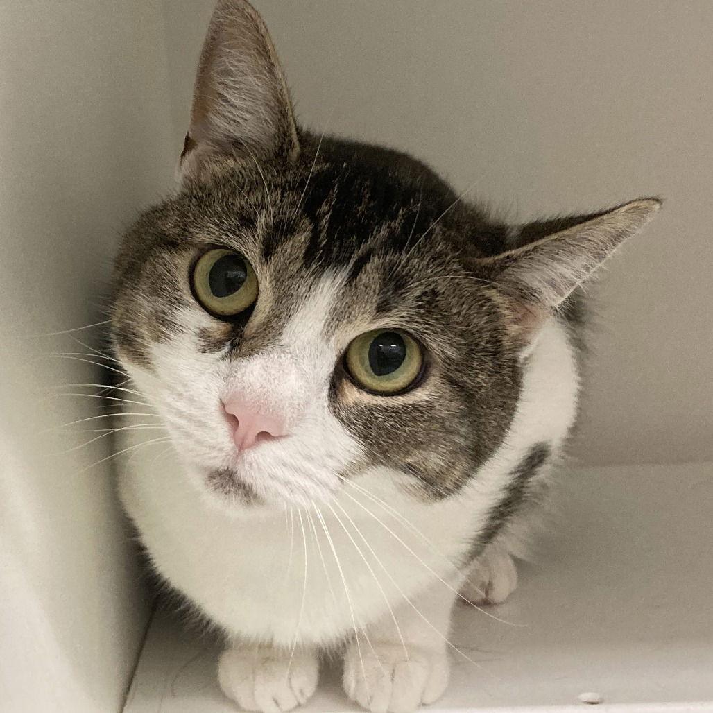 Enlarge Naomi, a Adoptable Domestic Short Hair in New Castle, DE image 1/1