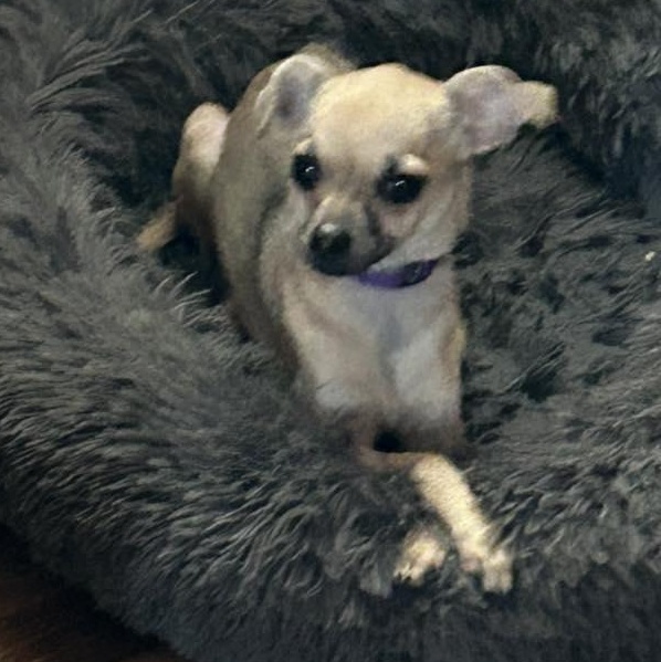 Enlarge Sweet P, a ADOPTABLE mixed breed in Racine, WI image 3/3