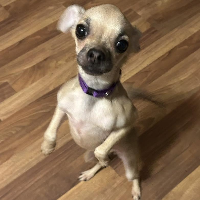 Enlarge Sweet P, a ADOPTABLE mixed breed in Racine, WI image 1/3