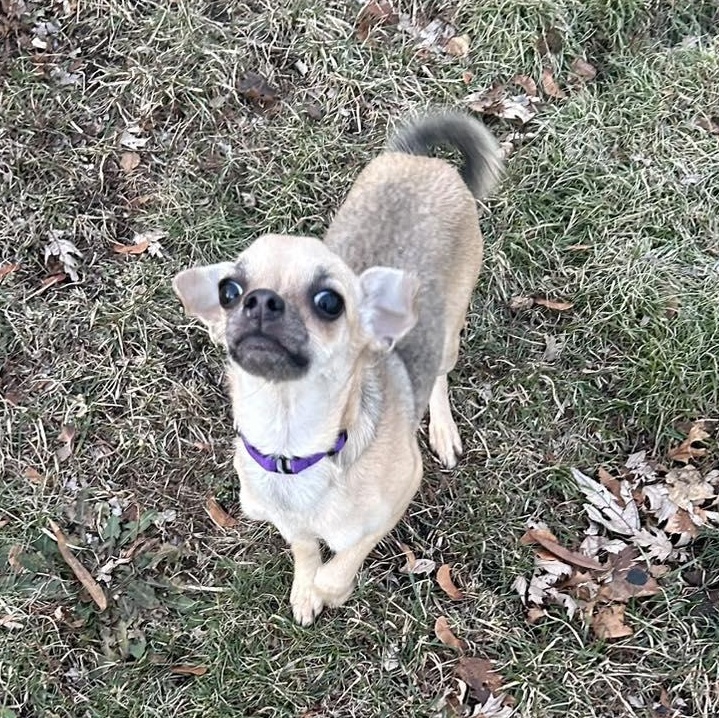 Enlarge Sweet P, a ADOPTABLE mixed breed in Racine, WI image 2/3