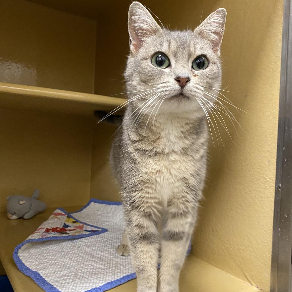 Enlarge Ellie, a Adoptable Domestic Short Hair in Spokane, WA image 1/6