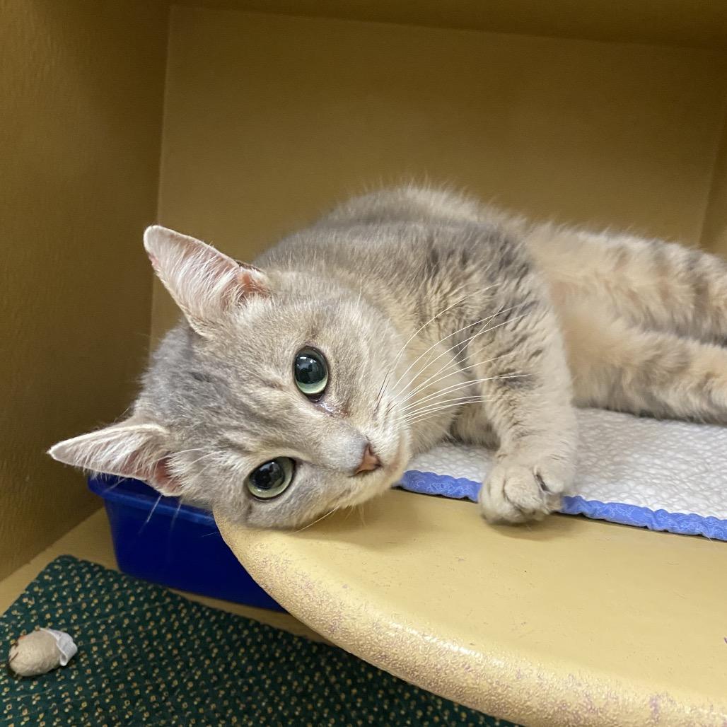 Enlarge Ellie, a Adoptable Domestic Short Hair in Spokane, WA image 2/6