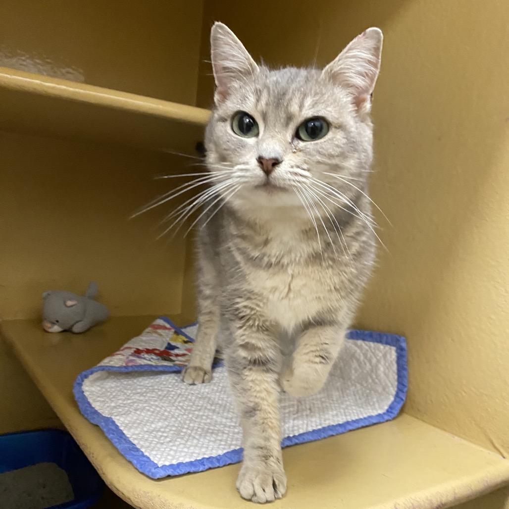 Enlarge Ellie, a Adoptable Domestic Short Hair in Spokane, WA image 3/6