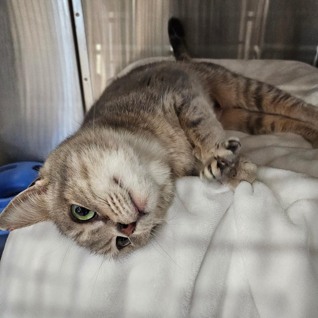 Enlarge Ellie, a Adoptable Domestic Short Hair in Spokane, WA image 6/6