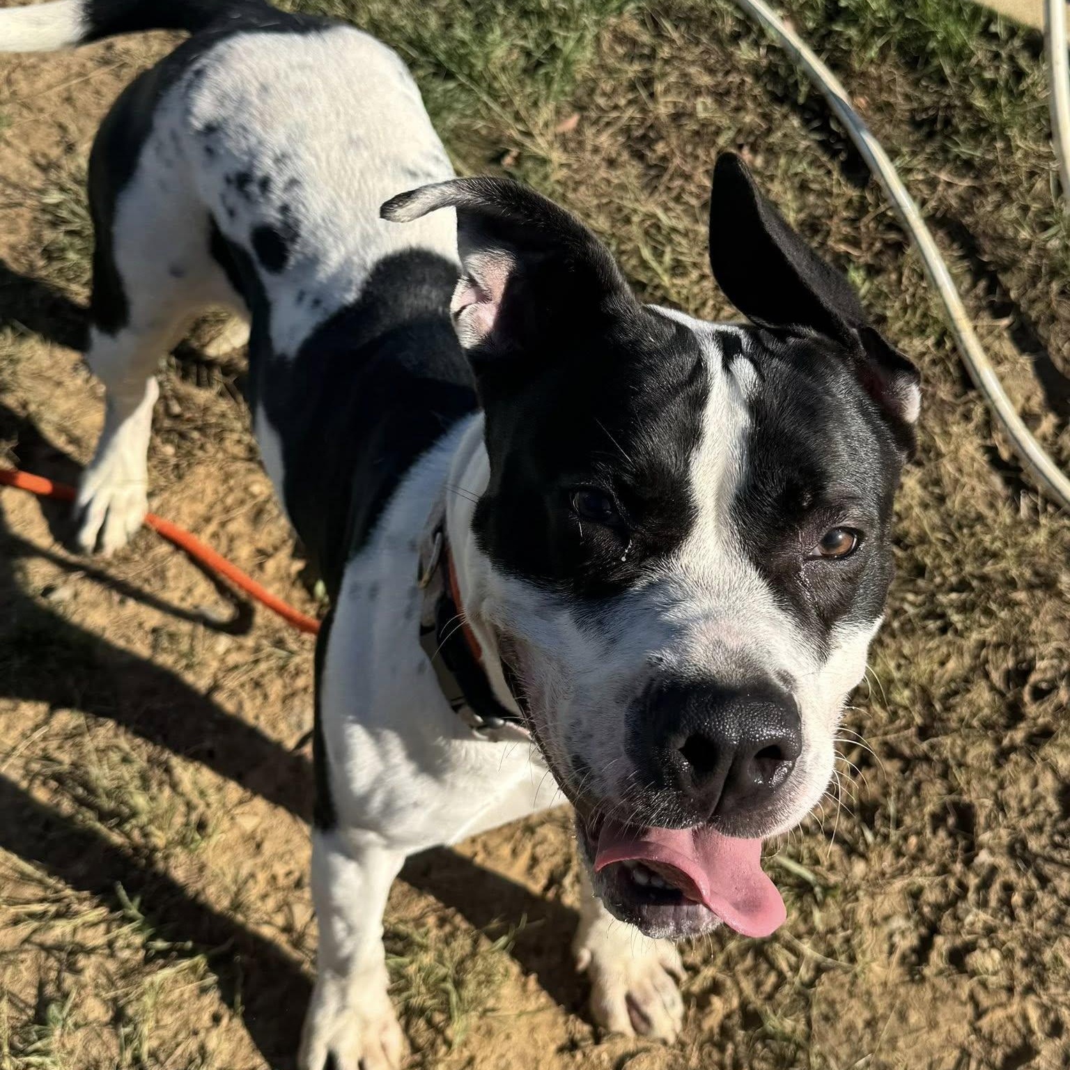 Simone (ID 48558/3256)