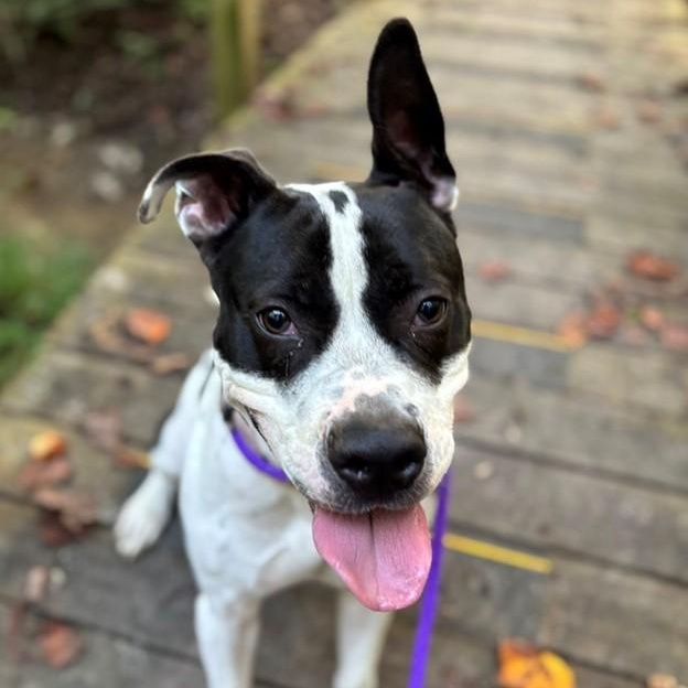 Simone (ID 48558/3256)