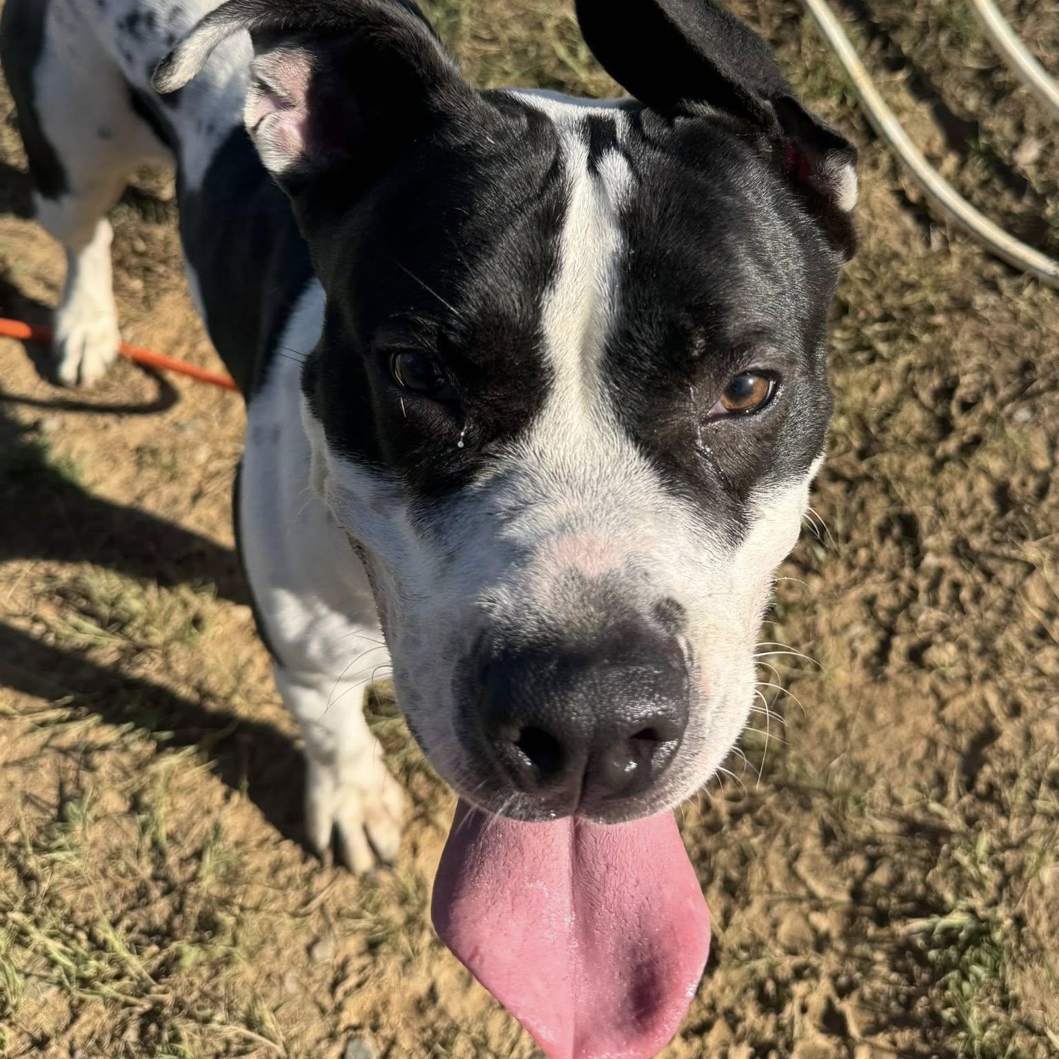 Simone (ID 48558/3256)