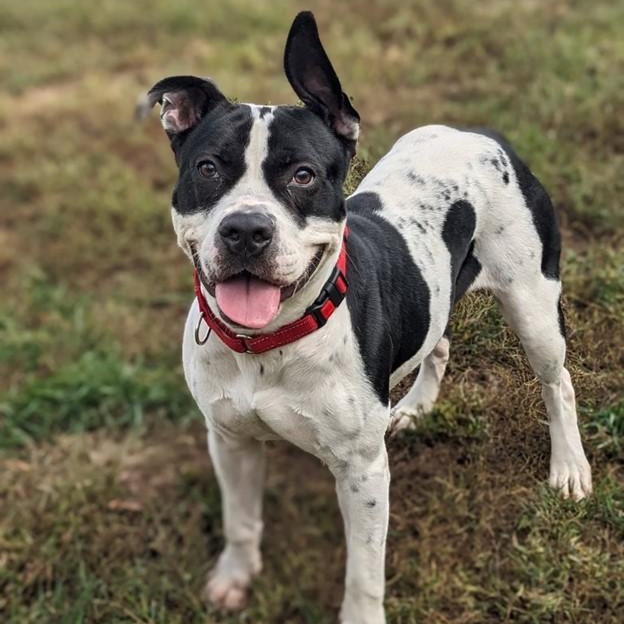 Simone (ID 48558/3256), Adoptable, Adult Female Pit Bull Terrier.