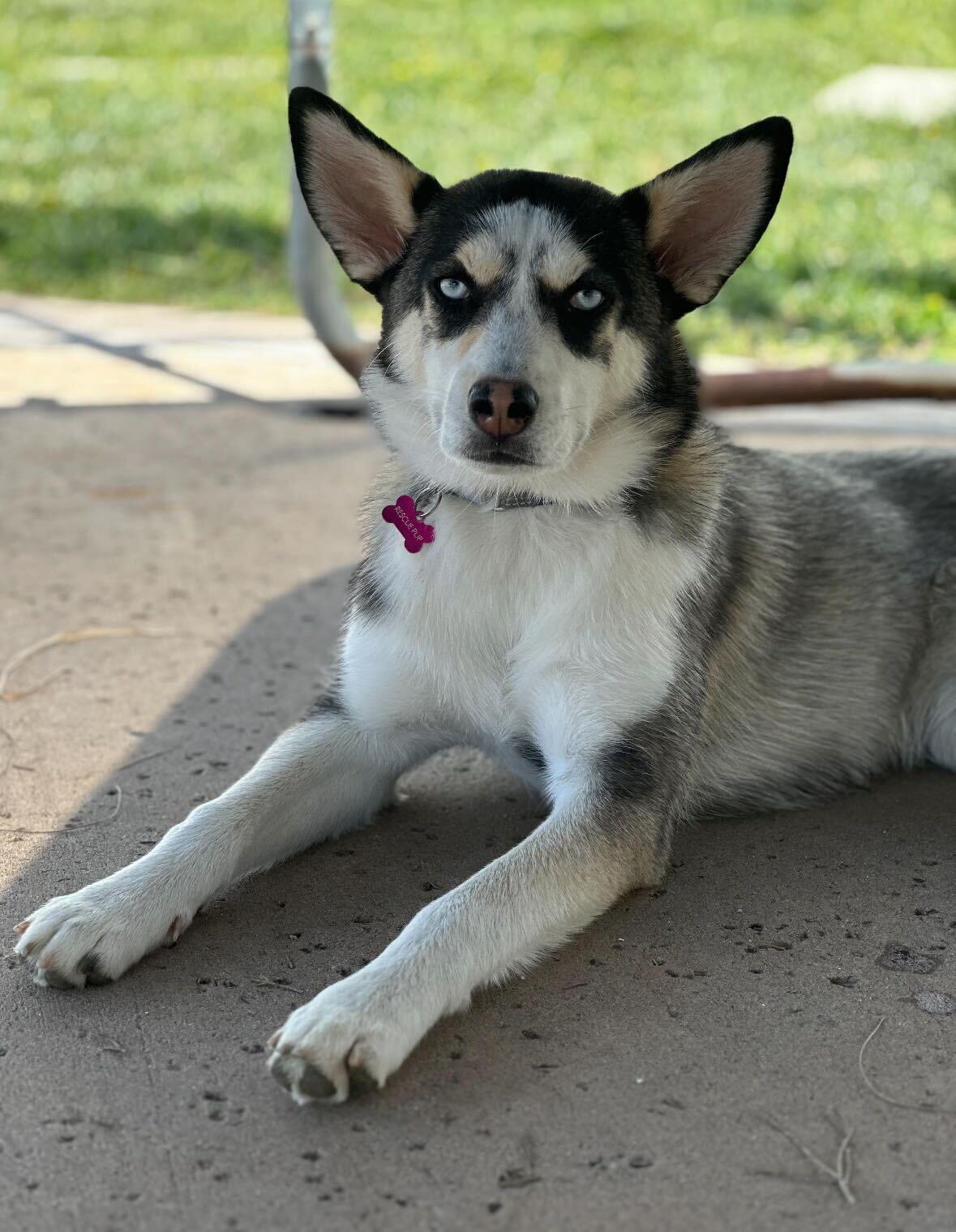 Lilly, a Adoptable Husky in San Diego, CA image 1/3