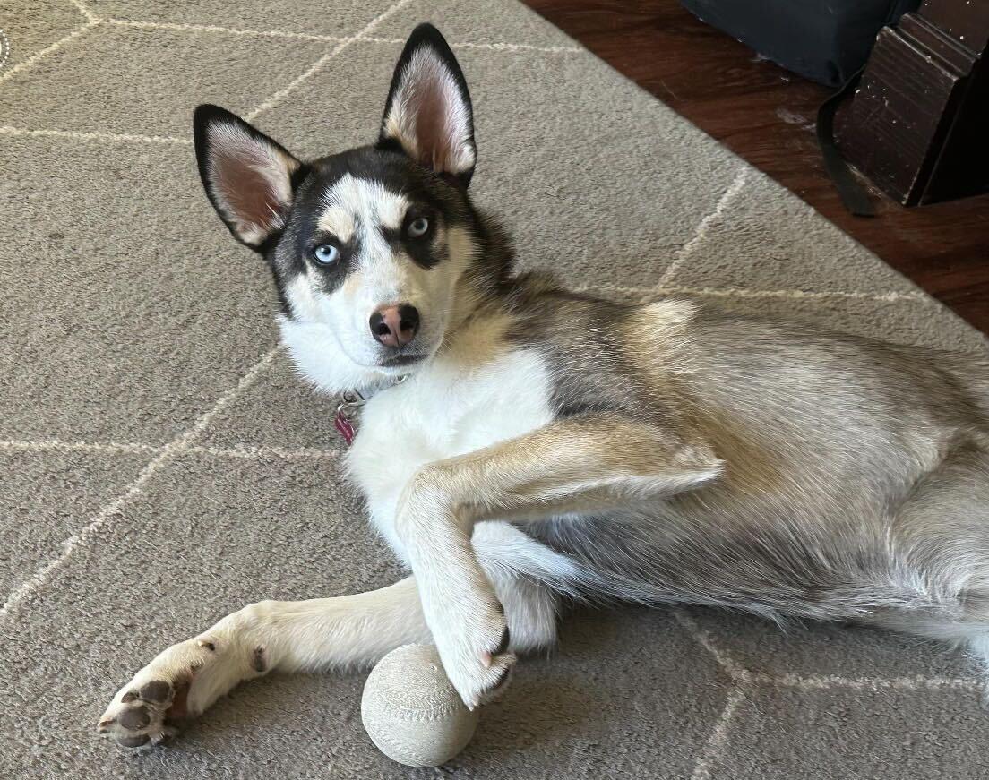 Lilly, a Adoptable Husky in San Diego, CA image 2/3