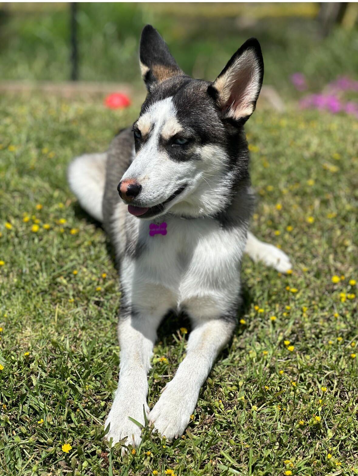 Lilly, a Adoptable Husky in San Diego, CA image 3/3