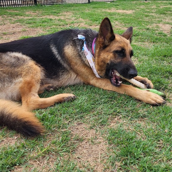 Bunny, Adopted, Adult Female German Shepherd Dog.