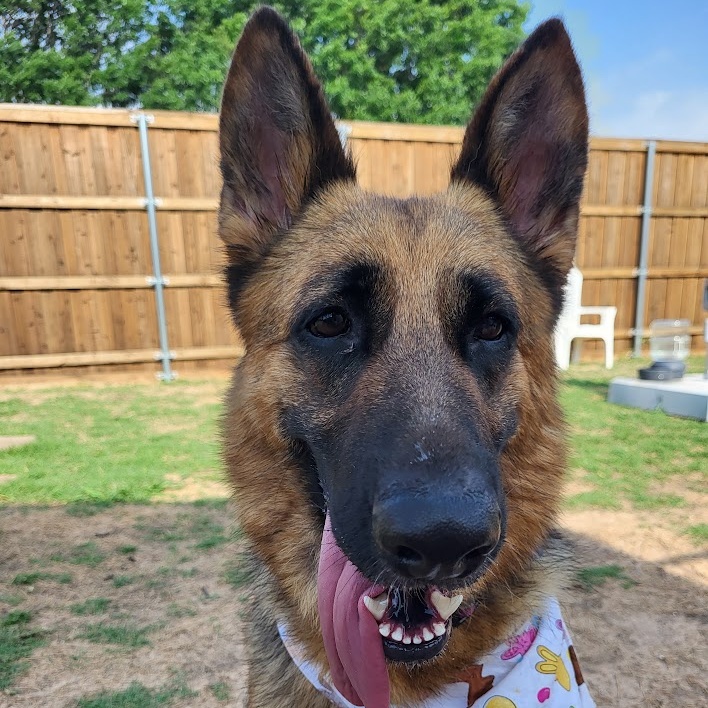 Enlarge Bunny, a Adopted German Shepherd Dog in FRISCO, TX image 2/4