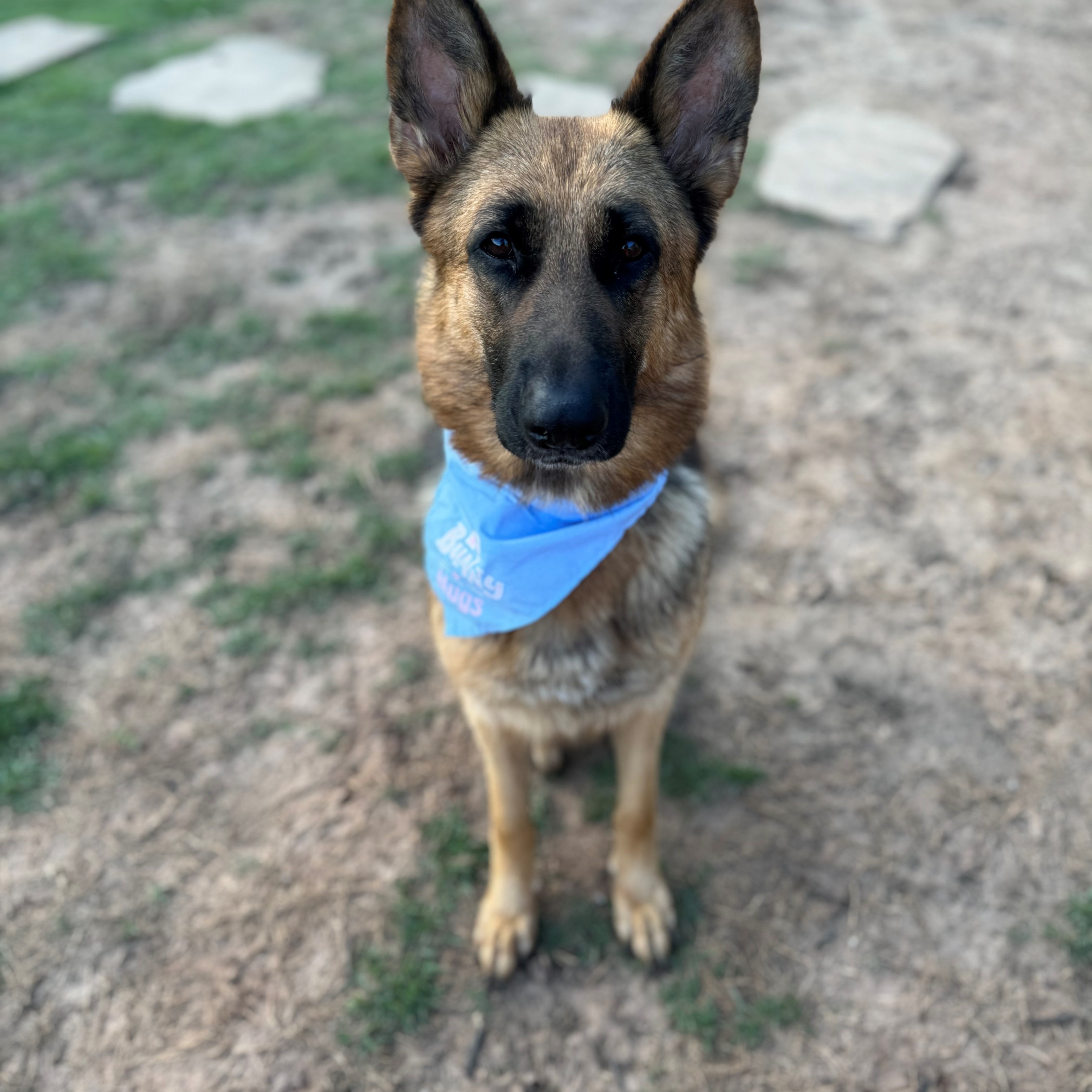 Enlarge Bunny, a Adopted German Shepherd Dog in FRISCO, TX image 3/4