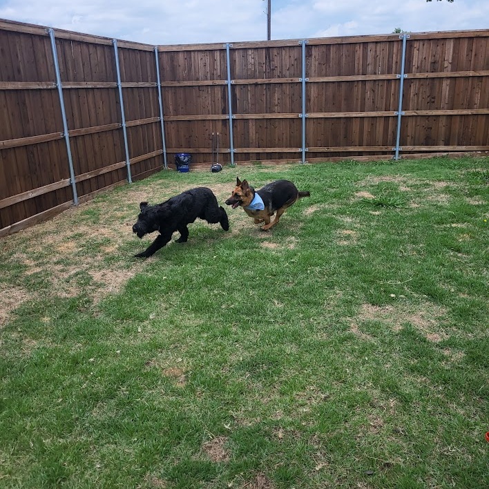 Enlarge Bunny, a Adopted German Shepherd Dog in FRISCO, TX image 4/4