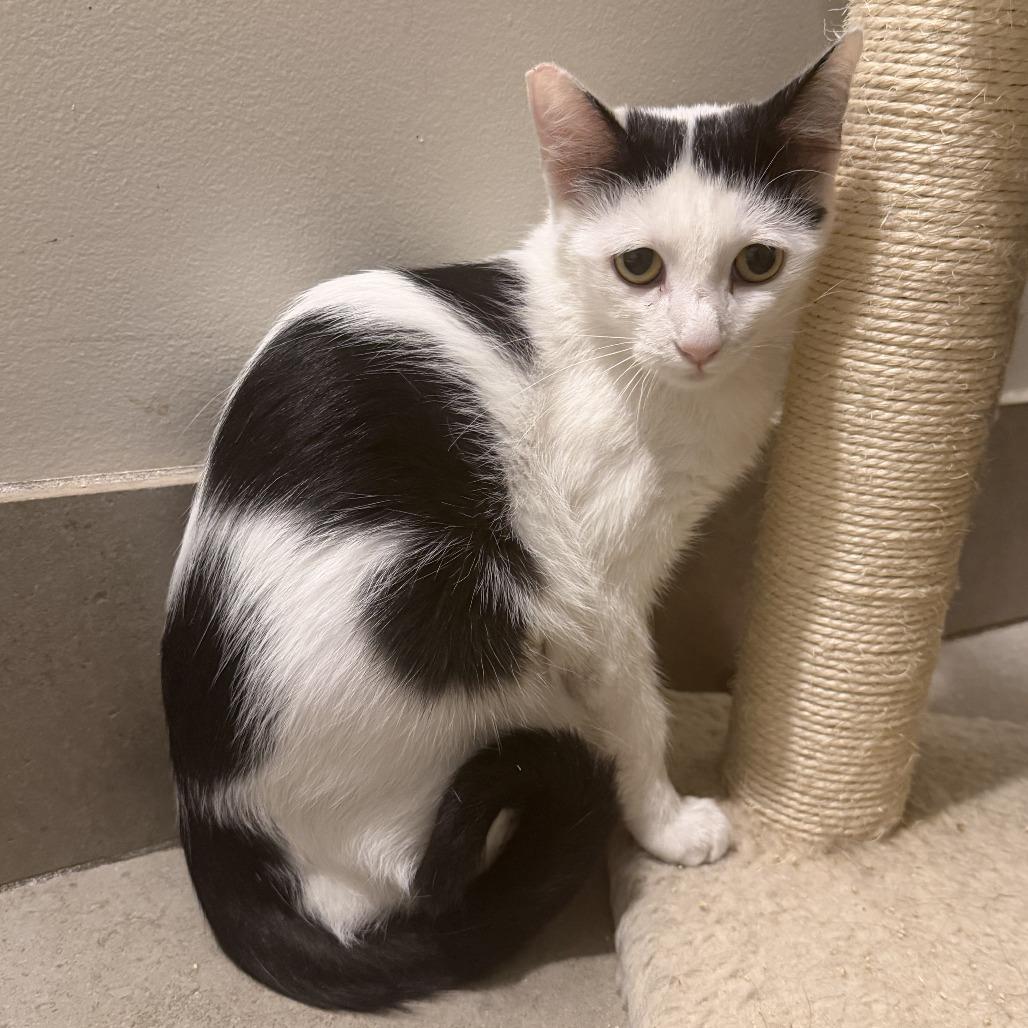 Mirah, Adoptable, Adult Female Domestic Short Hair.
