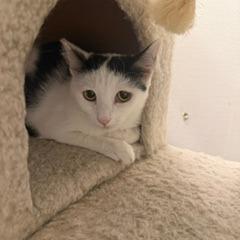 Enlarge Mirah, a Adoptable Domestic Short Hair in Las Vegas, NV image 2/2