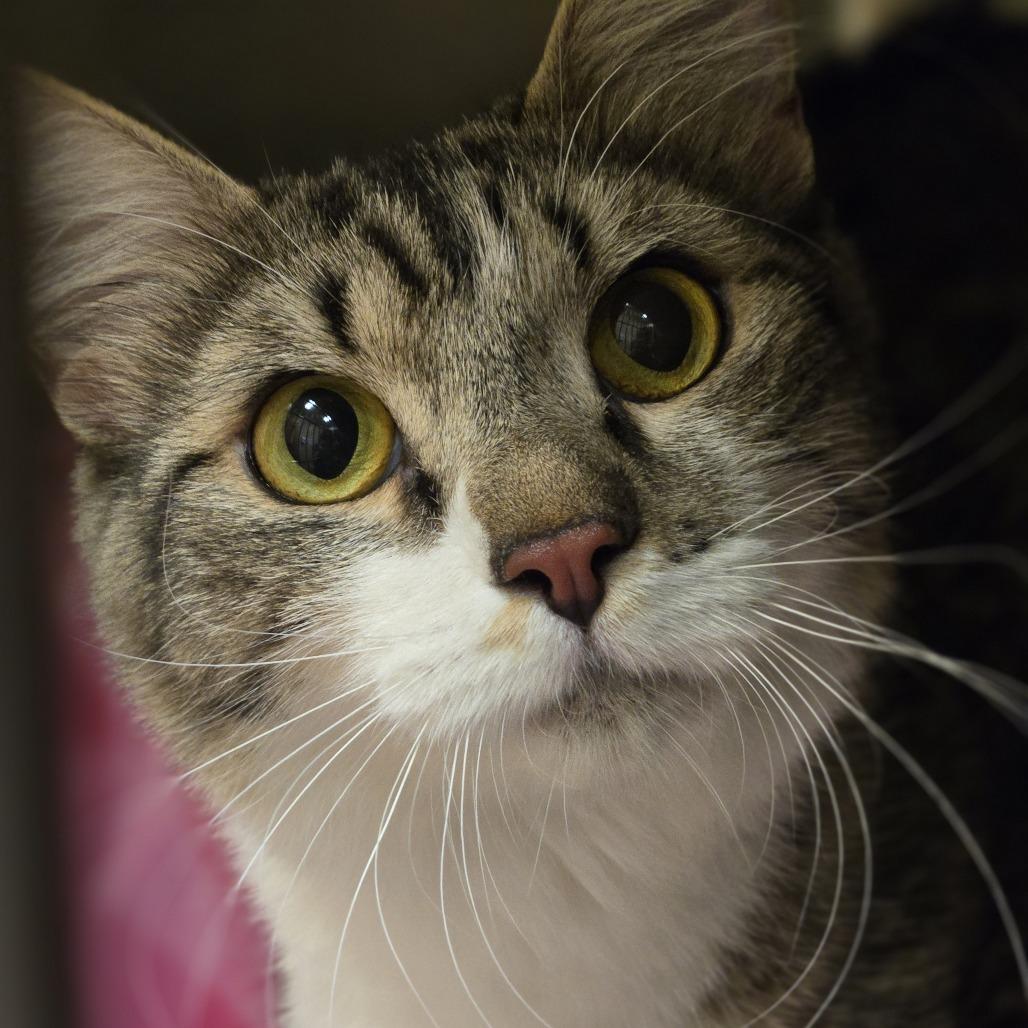 Penelope, Adoptable, Adult Female Domestic Medium Hair.